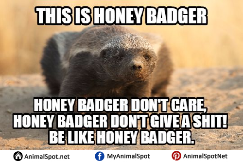 What Does honey badger Mean? | Memes by Dictionary.com