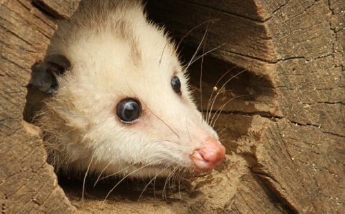 opossum-500x310.jpg