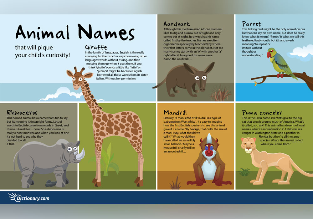 Animal Names That Will Pique Your Child's Curiosity - Everything After