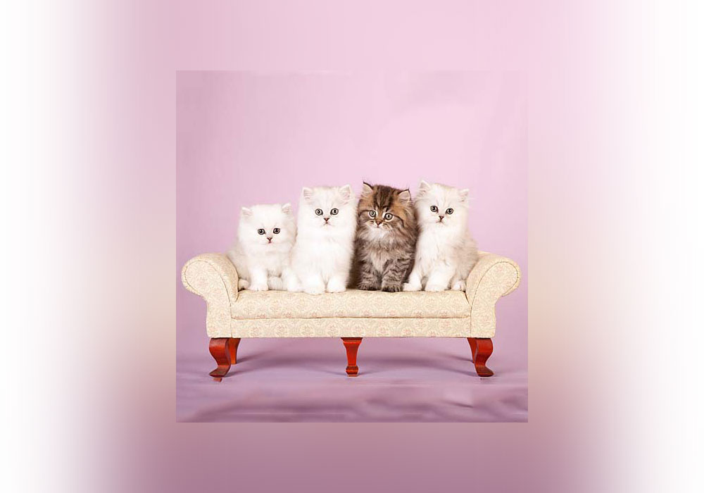 cats on couch