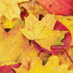 What Does The Name “November” Mean?