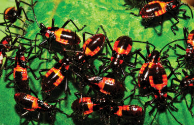 commons.wikimedia.org