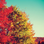 Speak The Season: 7 Essential Words Of Fall