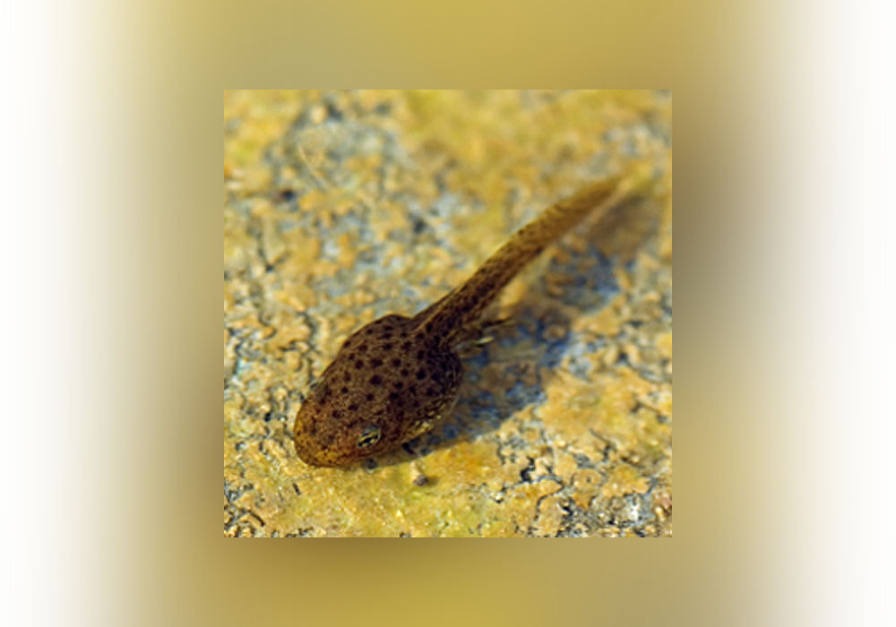 12 Strange Names For Baby Animals Everything After Z by