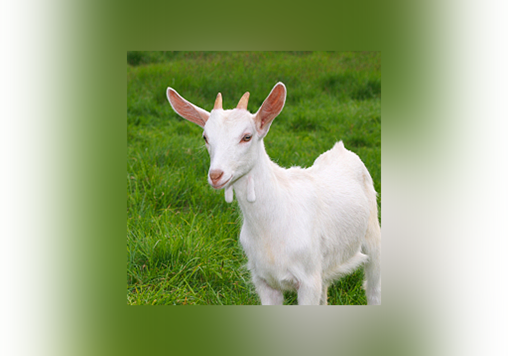 12 Strange Names For Baby Animals Everything After Z by