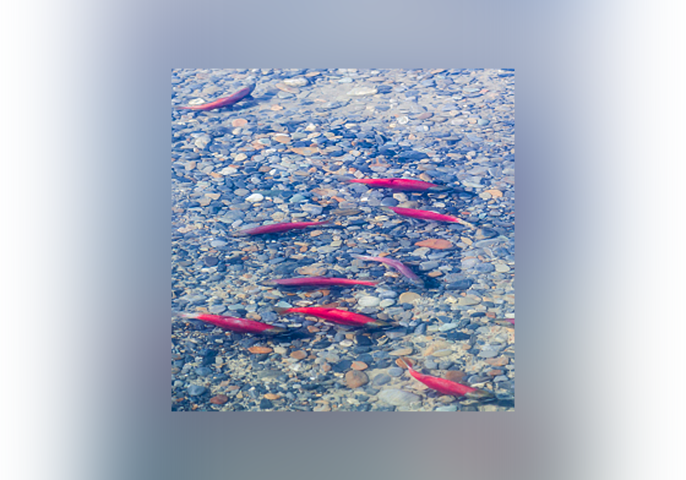 12 Strange Names For Baby Animals Everything After Z by