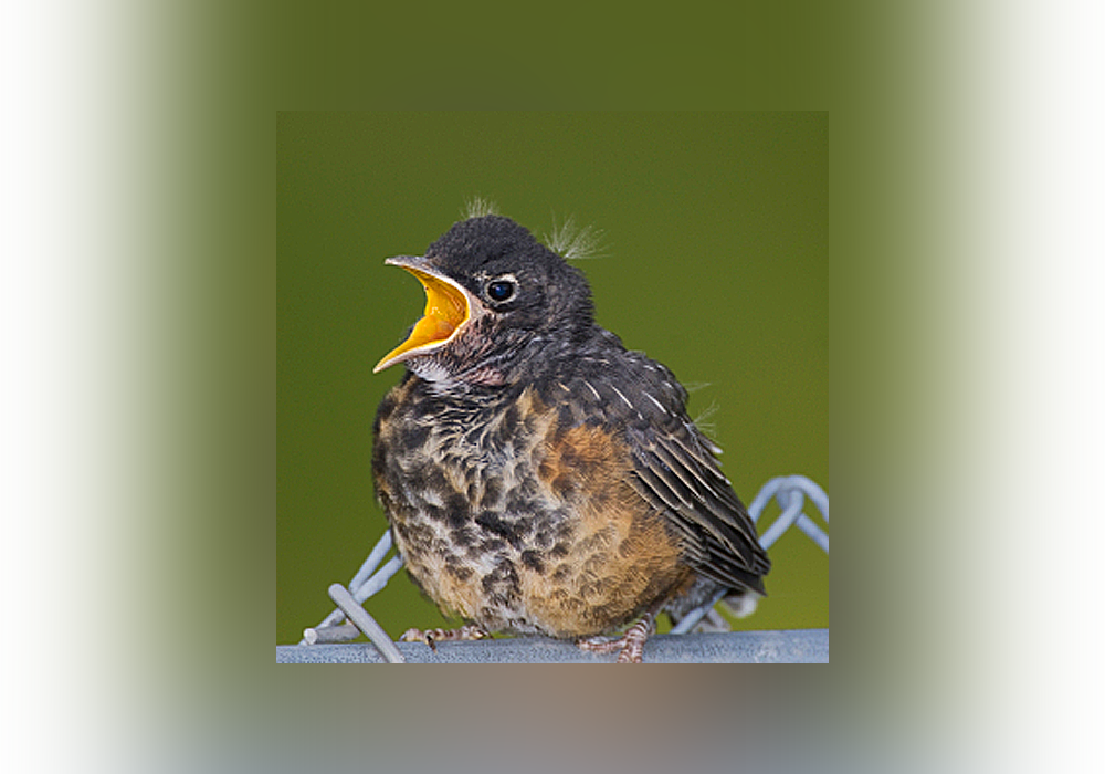 12 Strange Names For Baby Animals Everything After Z by