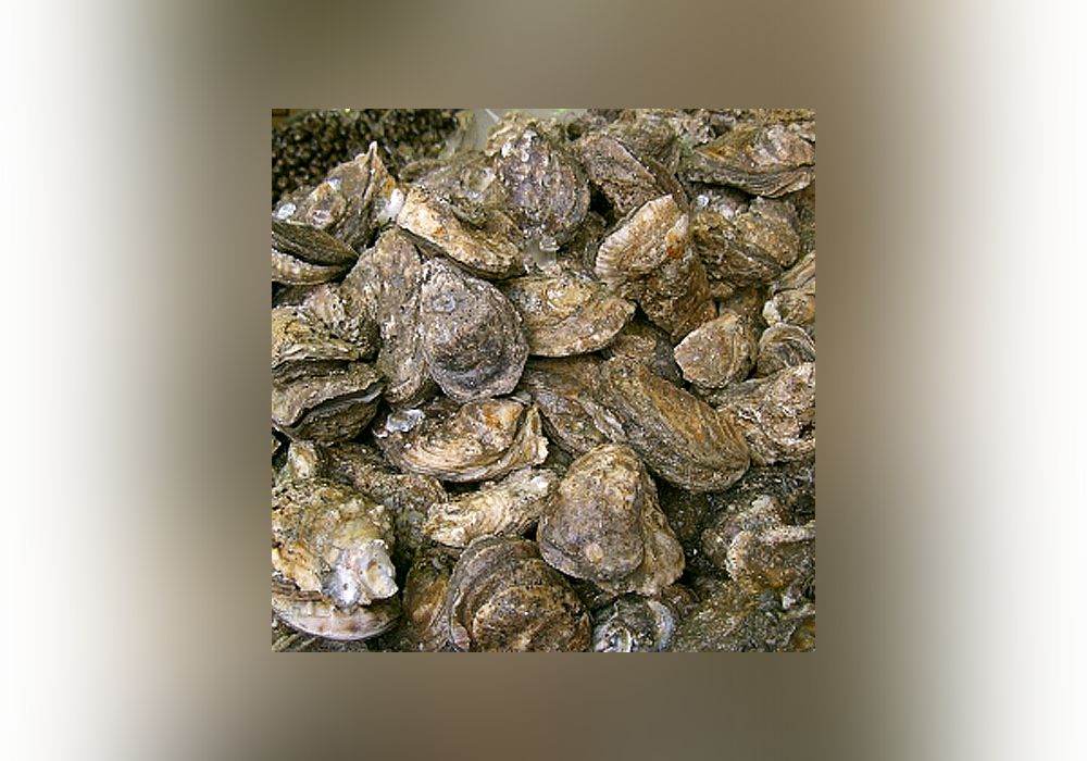 12 Strange Names For Baby Animals Everything After Z by