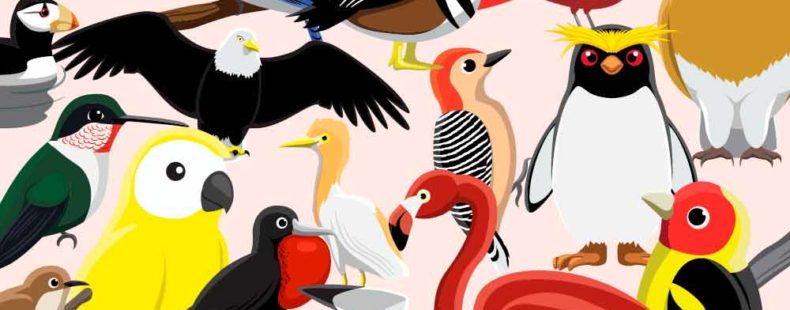 A Flamboyance Of Flamingos And Other Brilliant Bird Group Names |  Dictionary.com