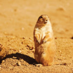 Groundhog Day Or Groundhog’s Day: What’s The Holiday Really Called?