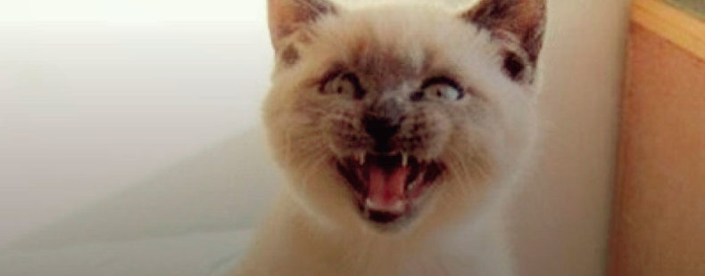 Scaredy Cat: Meaning & Idiom Origins