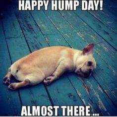 Image result for happy hump day