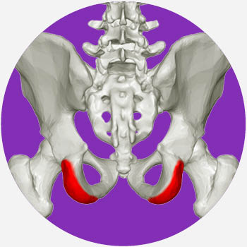 ischial tuberosity