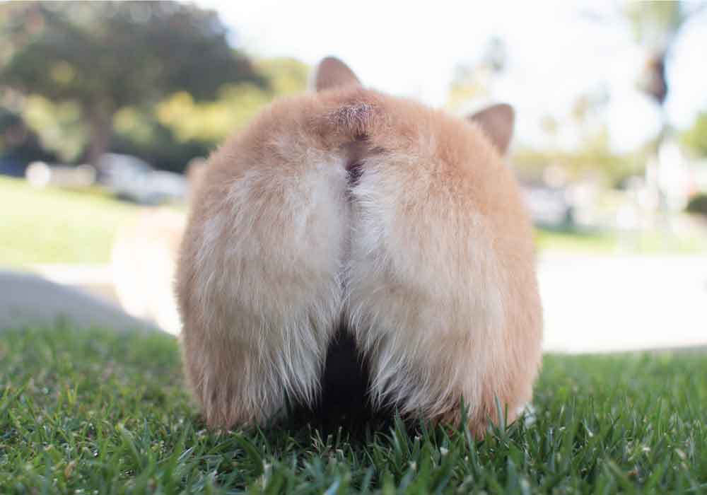 big booty doggystyle anal