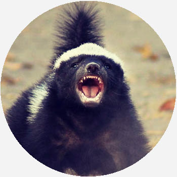 honey badger