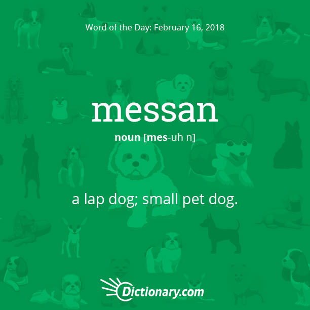 What Is A Lap Dog Slang