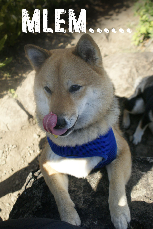 mlem Meaning & Origin Slang by