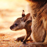 Kangaroo Words: Words That Contain Their Own Synonyms