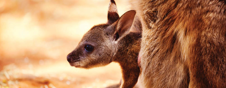 Kangaroo Words: Words That Contain Their Own Synonyms 