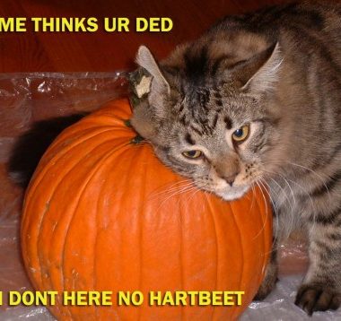 catplanet.org