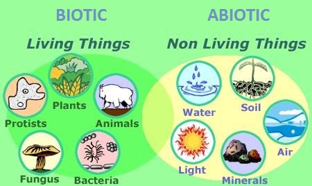 What are some of the biotic factors of an ecosystem Abiotic Factor Definition Of Abiotic Factor At Dictionary Com