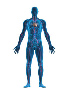 Anatomical position | Definition of Anatomical position at Dictionary.com