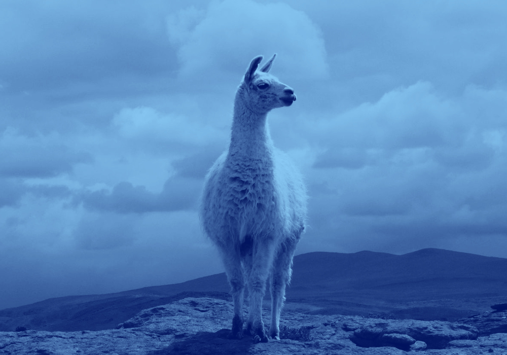 What Is The Difference Between A Llama And An Alpaca? 