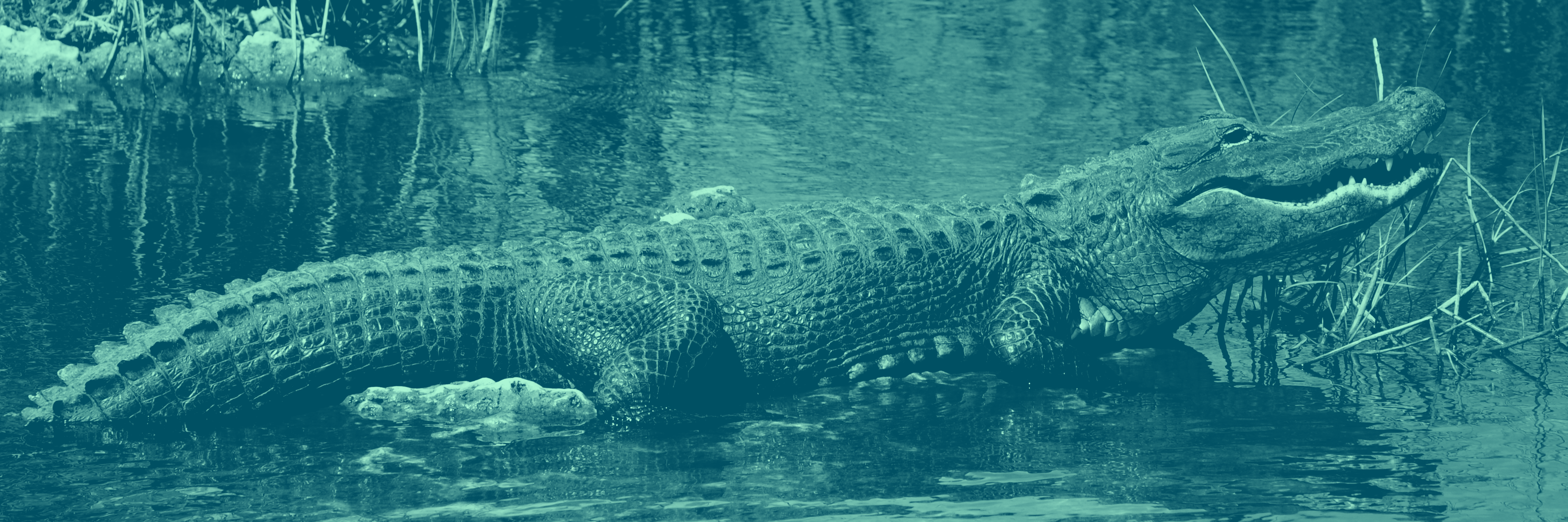 Alligator" vs. "Crocodile": Do You Know The Difference