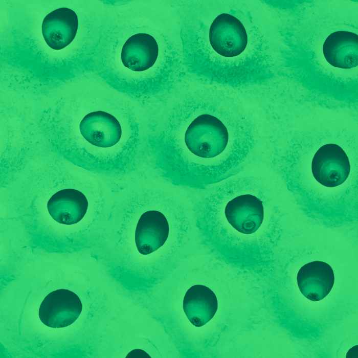 trypophobia Meaning & Origin