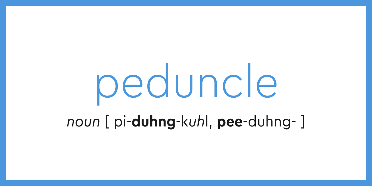 Word Of The Day Peduncle Dictionary Com