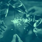 close-up of hands holding champagne glasses and sparklers, teal color.