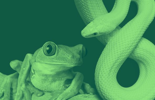 frog and snake, green filter.
