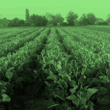 field of crops, green filter.