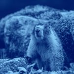 image of groundhog, blue filter