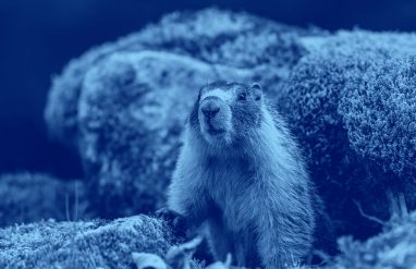 image of groundhog, blue filter