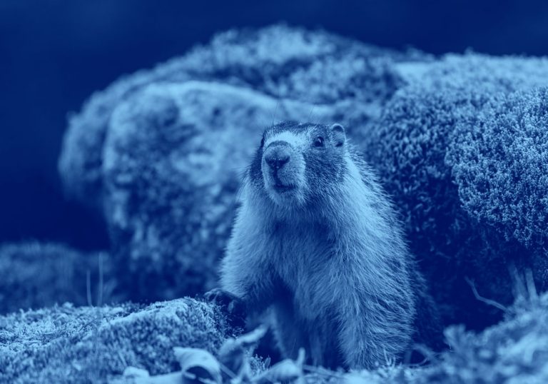 image of groundhog, blue filter