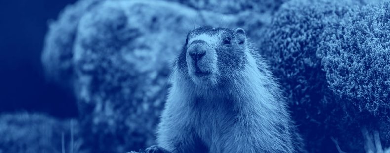 Gopher vs. Groundhog vs. Woodchuck: What's The Difference?