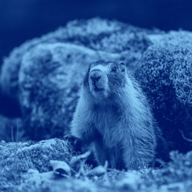 image of groundhog, blue filter