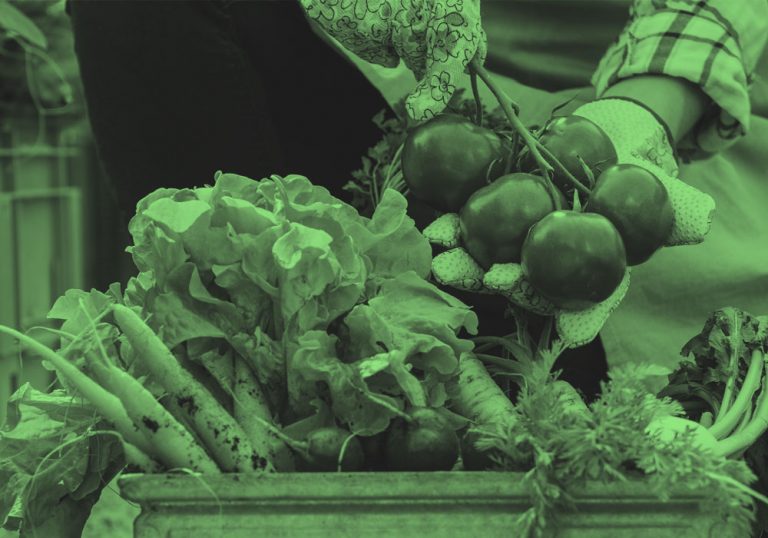 Closeup of an array of vegetables including carrots, radishes, and lettuce, and gardener holding up tomatoes, in green filter.