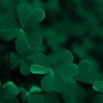 Green background with three-leaved shamrocks