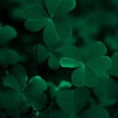 Green background with three-leaved shamrocks