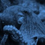 Close-up of octopus, blue filter.