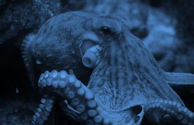 Close-up of octopus, blue filter.