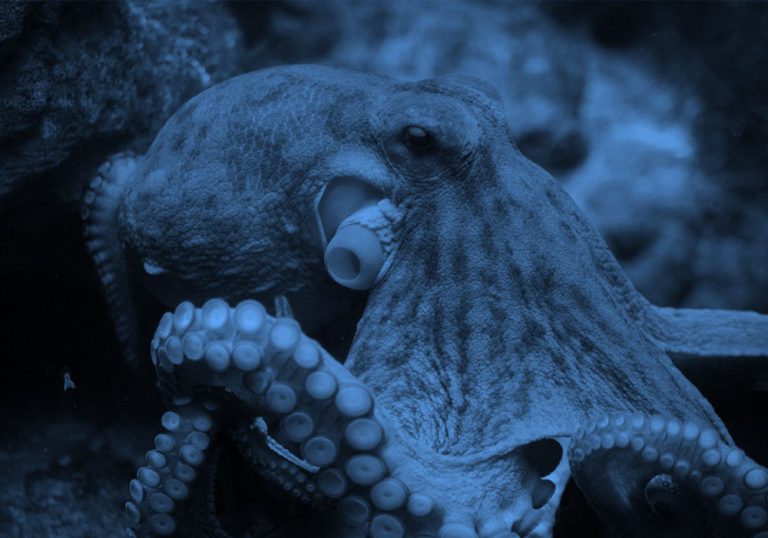 Close-up of octopus, blue filter.