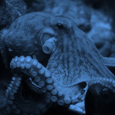 Close-up of octopus, blue filter.