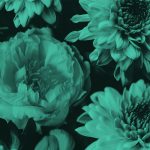 close-up of bouquet of flowers, teal filter.