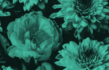 close-up of bouquet of flowers, teal filter.
