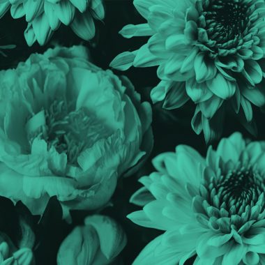 close-up of bouquet of flowers, teal filter.