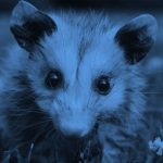 close-up of an opossum, blue filter