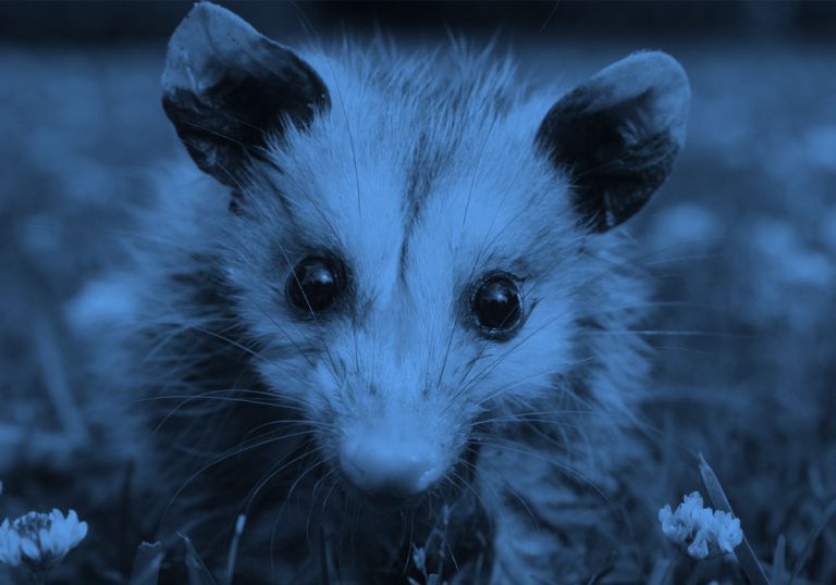 close-up of an opossum, blue filter